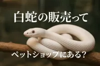 白蛇の販売ってペットショップにある？