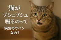 猫がプシュプシュ鳴るのって病気のサインなの？
