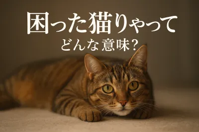 困った猫りゃってどんな意味？