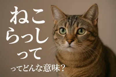 ねこ らっし ゅってどんな意味？