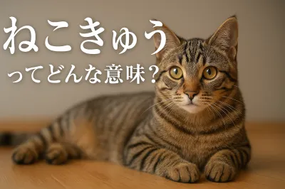 ねこきゅうってどんな意味？