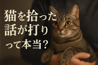 猫を拾った話が打ち切りって本当？