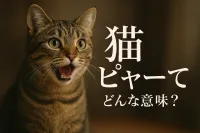 猫 ピャーってどんな意味？