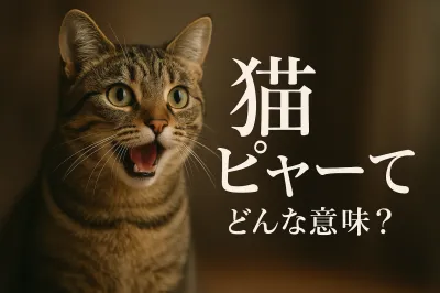 猫 ピャーってどんな意味？