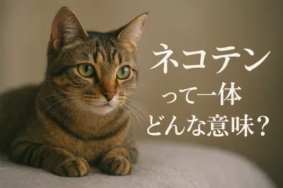 ネコテンって一体どんな意味？