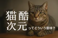 猫 酷 次元ってどういう意味？