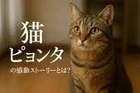 猫 ピョンタの感動ストーリーとは？