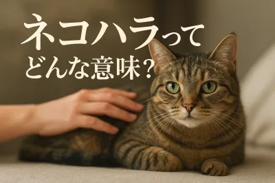 ネコハラってどんな意味？