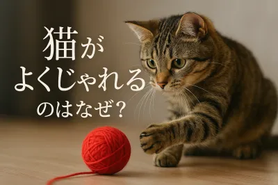 猫がよくじゃれるのはなぜ？