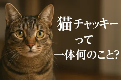 猫 チャッキーって一体何のこと？