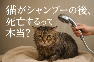 猫がシャンプーの後、死亡するって本当？