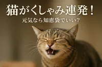 猫がくしゃみ連発！元気なら知恵袋でいい？
