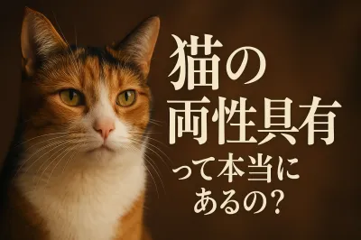 猫の両性具有って本当にあるの？