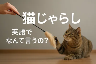 猫じゃらし 英語でなんて言うの？