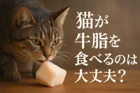 猫が牛脂を食べるのは大丈夫？