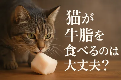 猫が牛脂を食べるのは大丈夫？