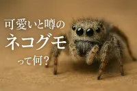 可愛いと噂のネコグモって何？