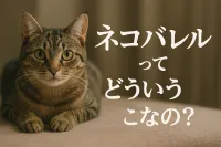 ネコバレルってどういうことなの？