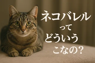ネコバレルってどういうことなの？