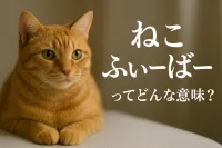 ねこ ふ ぃ ー ば ーってどんな意味？