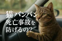 猫バンバンで死亡事故を防げるの？