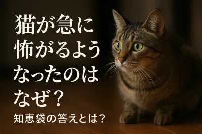 猫が急に怖がるようになったのはなぜ？知恵袋の答えとは？