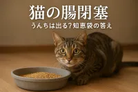 猫の腸閉塞、うんちは出る？知恵袋の答え