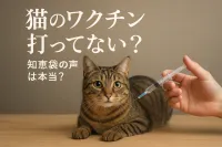猫のワクチン打ってない？知恵袋の声は本当？