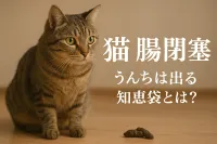 猫 腸閉塞 うんち は 出る 知恵袋とは？
