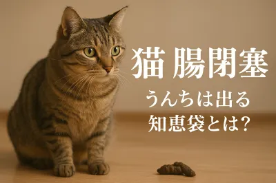 猫 腸閉塞 うんち は 出る 知恵袋とは？