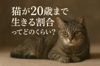猫が20歳まで生きる割合ってどのくらい？