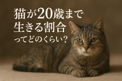 猫が20歳まで生きる割合ってどのくらい？