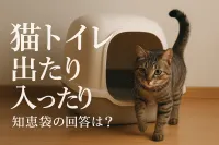 猫トイレ出たり入ったり知恵袋の回答は？