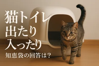 猫トイレ出たり入ったり知恵袋の回答は？