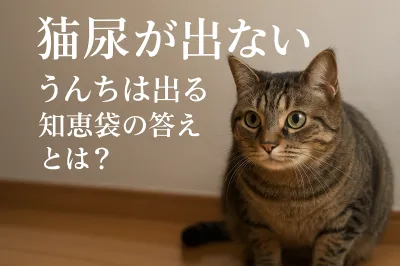 猫 尿 が 出 ない うんち は 出る 知恵袋の答えとは？