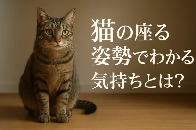 猫の座る姿勢でわかる気持ちとは？