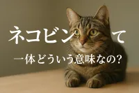 ネコビンって一体どういう意味なの？