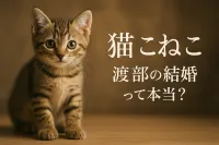 猫 こねこ 渡部の結婚って本当？