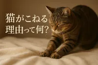 猫がこねる理由って何？
